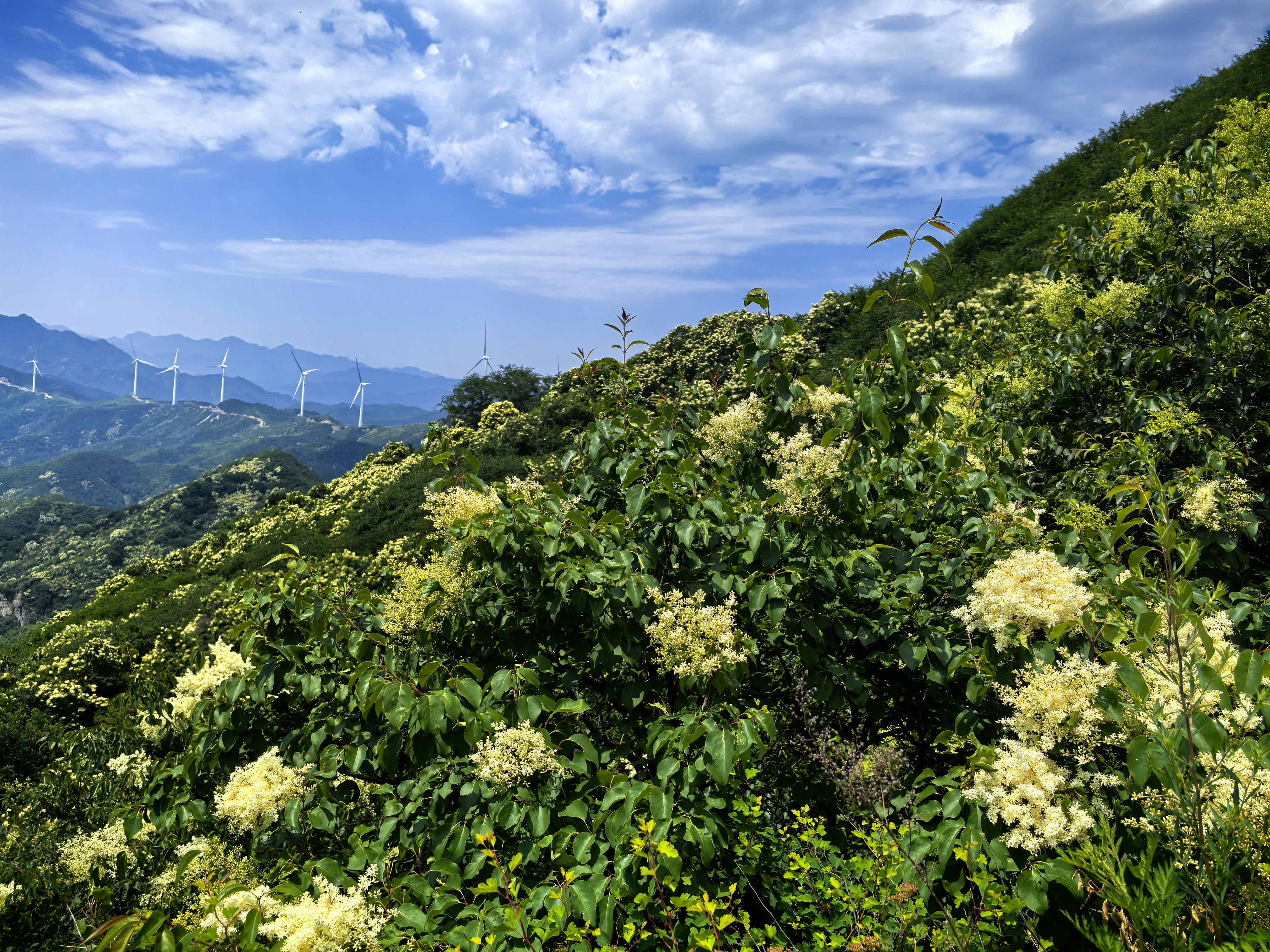 首次!北京推出两条夏花户外徒步路线