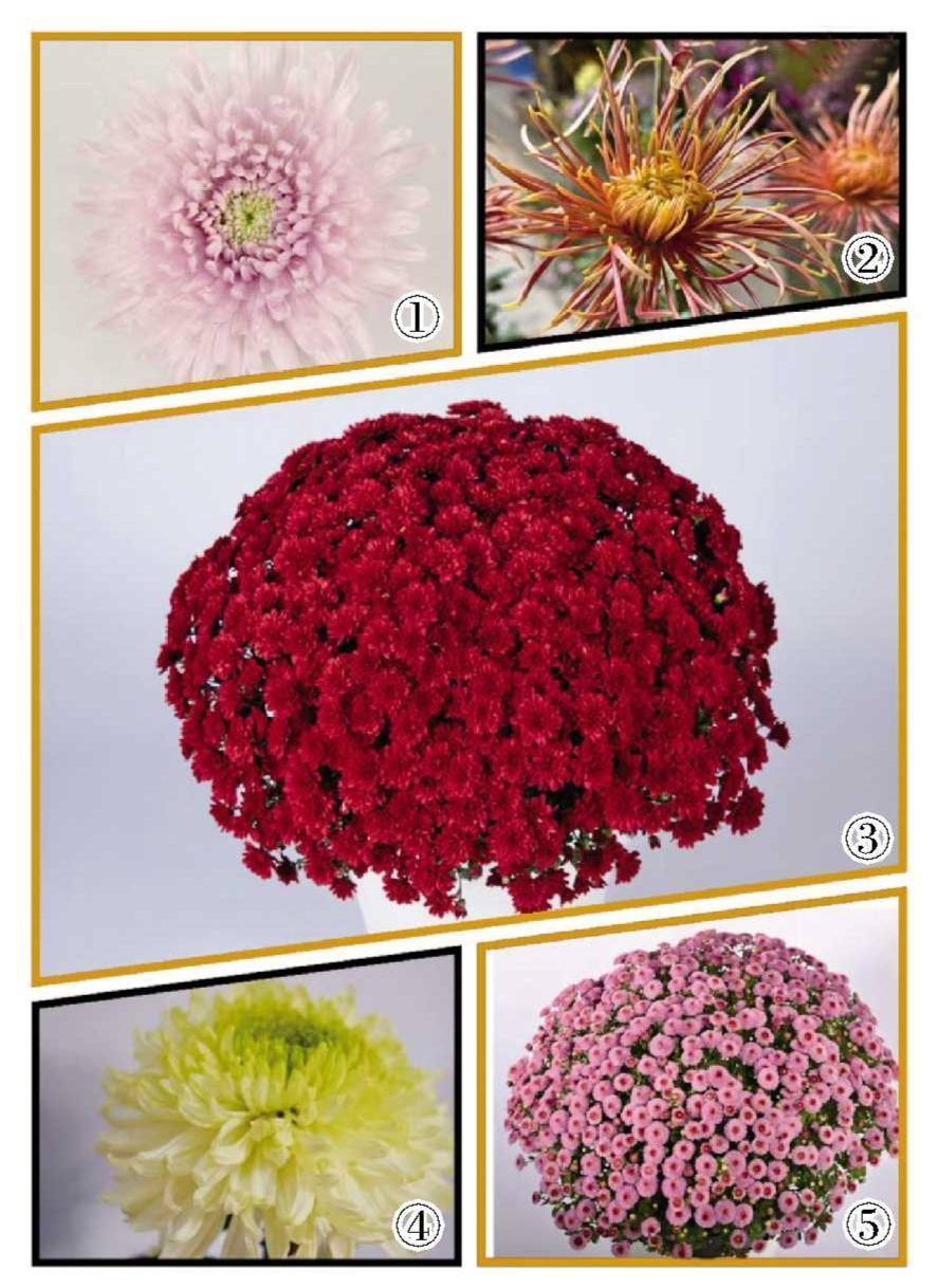 金秋时节，菊花开尽更无花