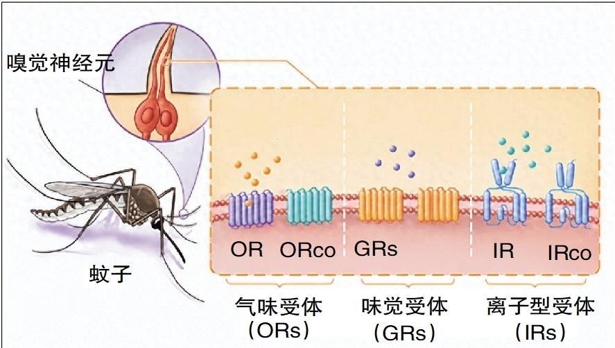 破解蚊子“嗅觉导航”密码