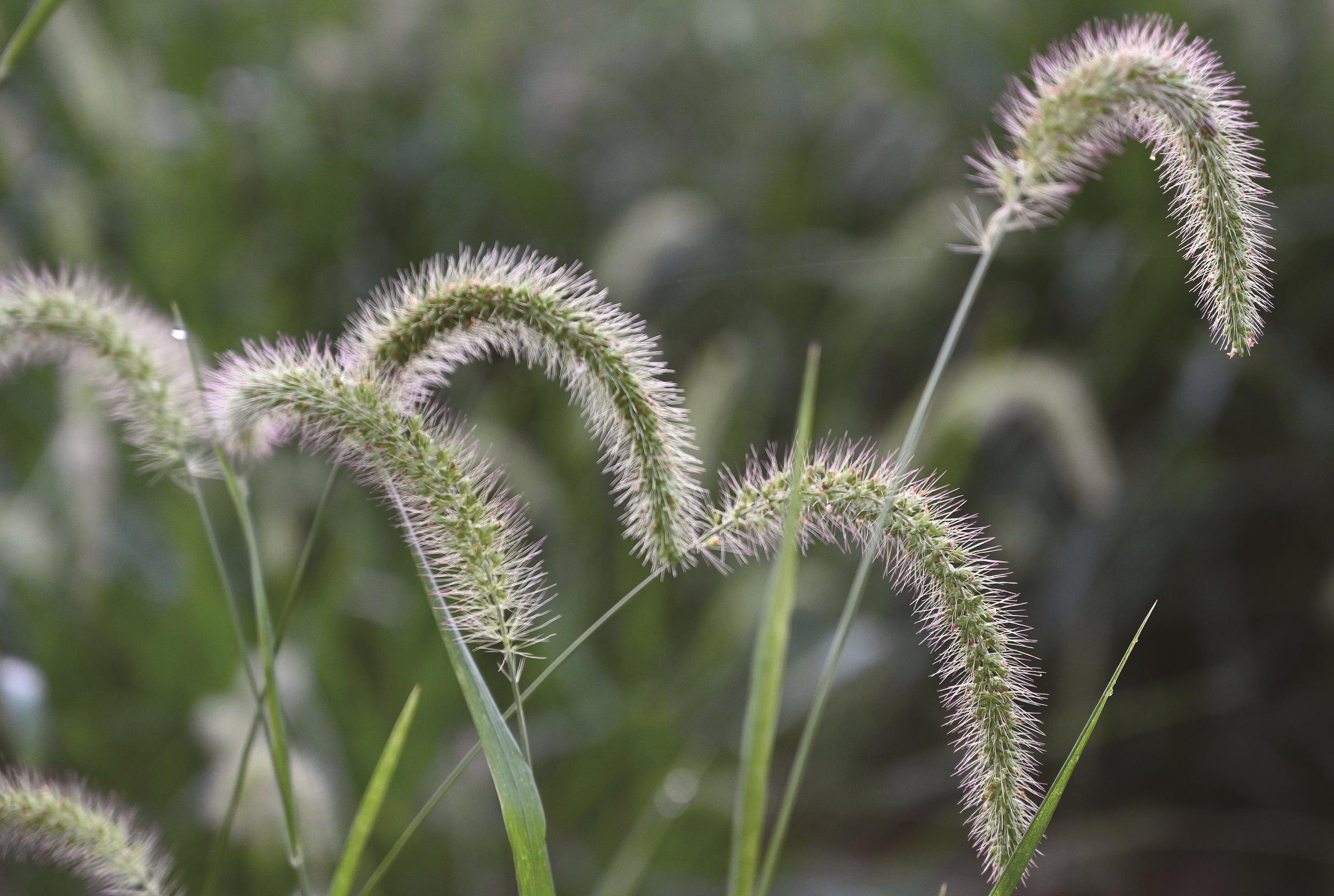 “良莠不齐”的“莠”是什么植物